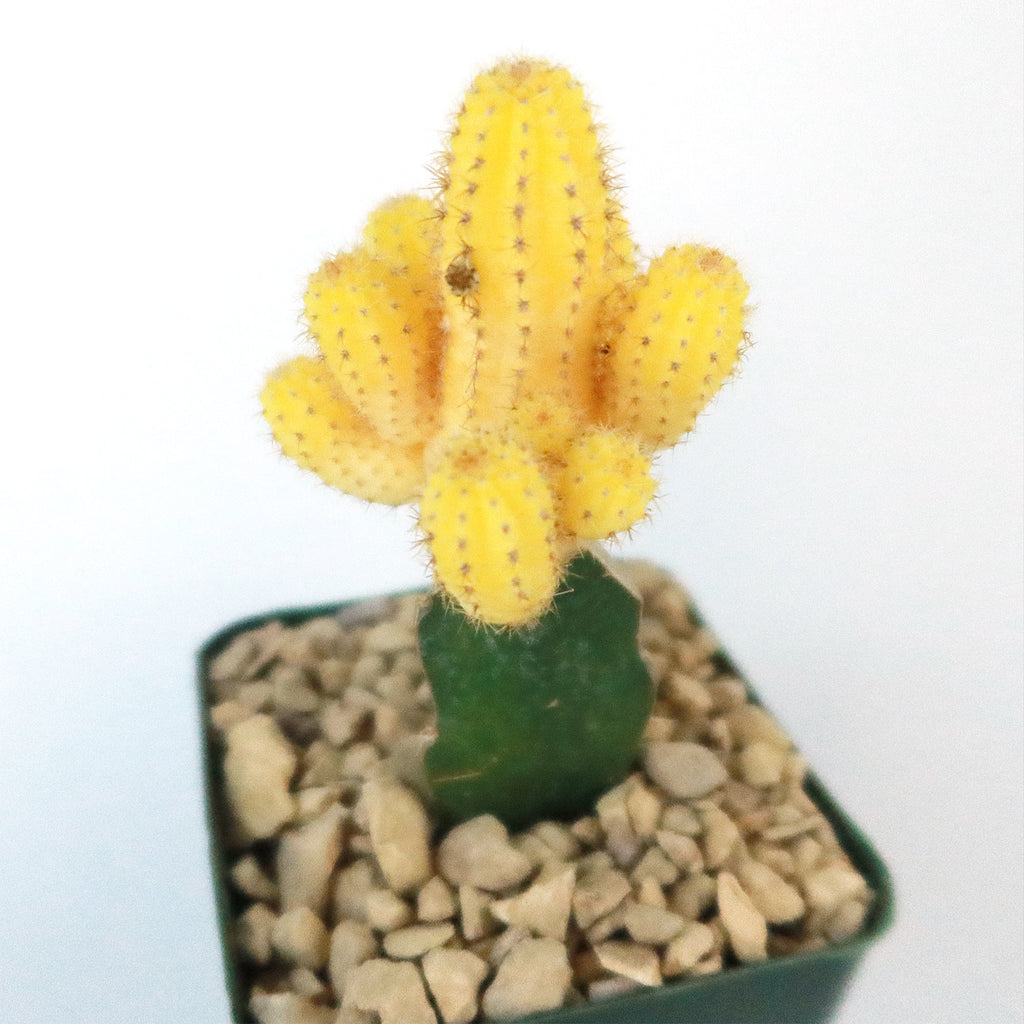 Chamaecereus lutea grafted Large