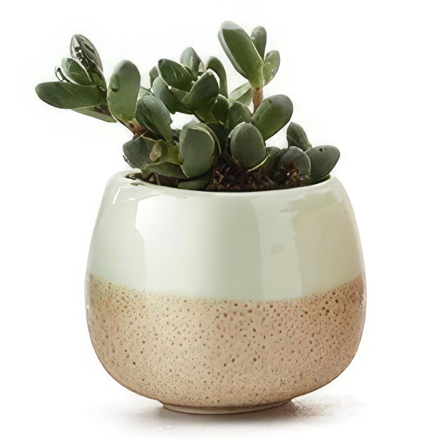white plant pots amazon Ceramic Succulent Planter with Flowing Glaze