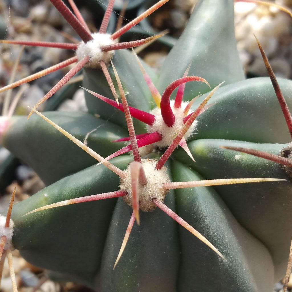 Fire Barrel Cactus – Ferocactus gracilis ‘Coloratus’
