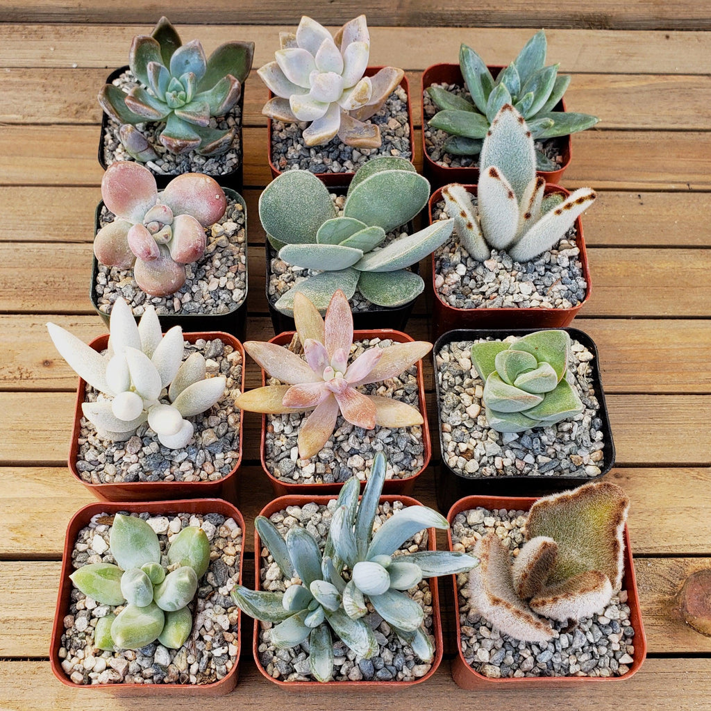 Assorted 2-Inch Succulents (4-64 Packs)