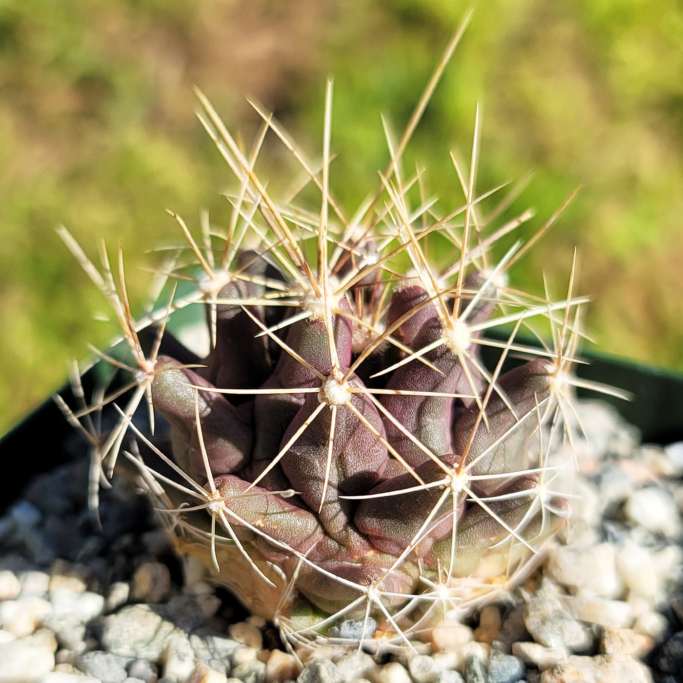 Clustered Thelocactus matudae with pale pink flowers in bloom