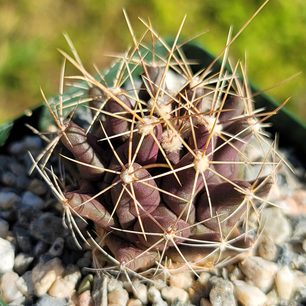 Thelocactus matudae -6