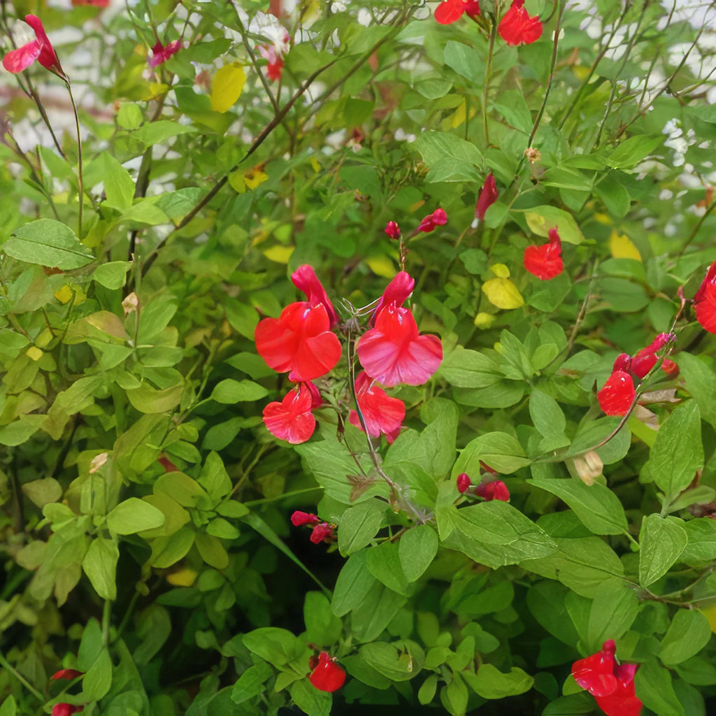 Autumn Sage ‘Salvia greggii’