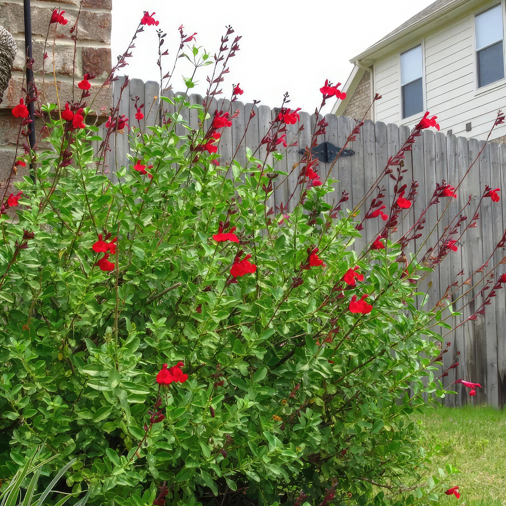 Autumn Sage ‘Salvia greggii’