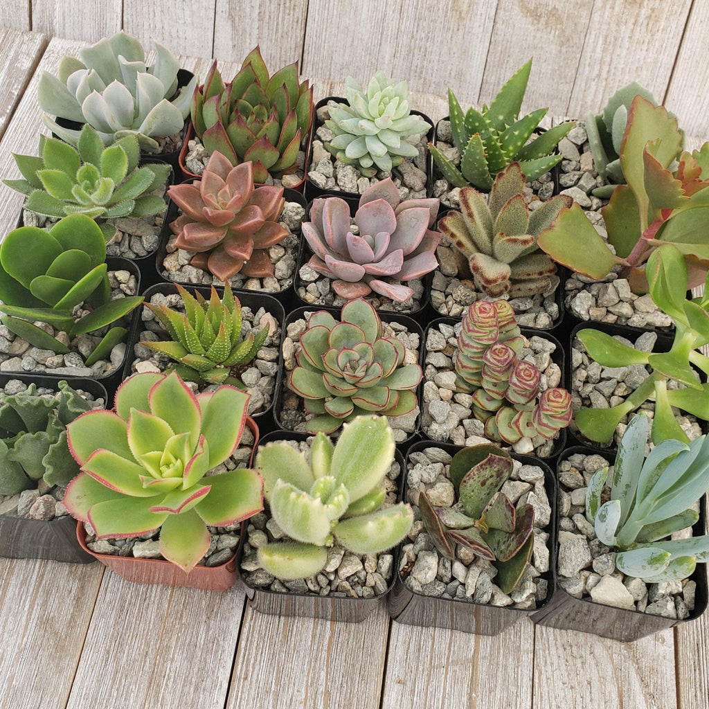 Assorted 2-Inch Succulents (4-64 Packs)
