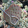Opuntia Santa Rita pad cutting