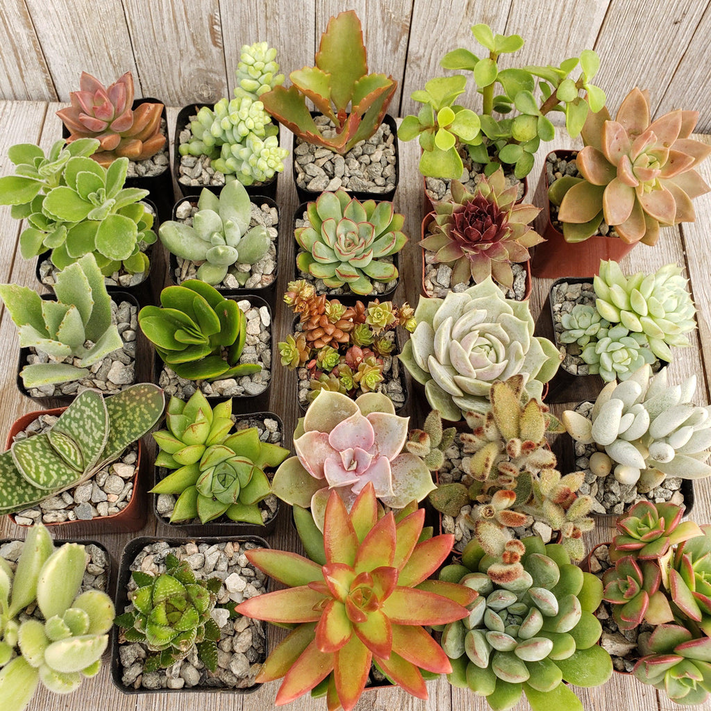 Assorted 2-Inch Succulents (4-64 Packs)