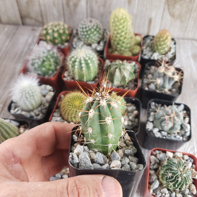 Assorted 2-Inch Cactus (4-64 Packs)