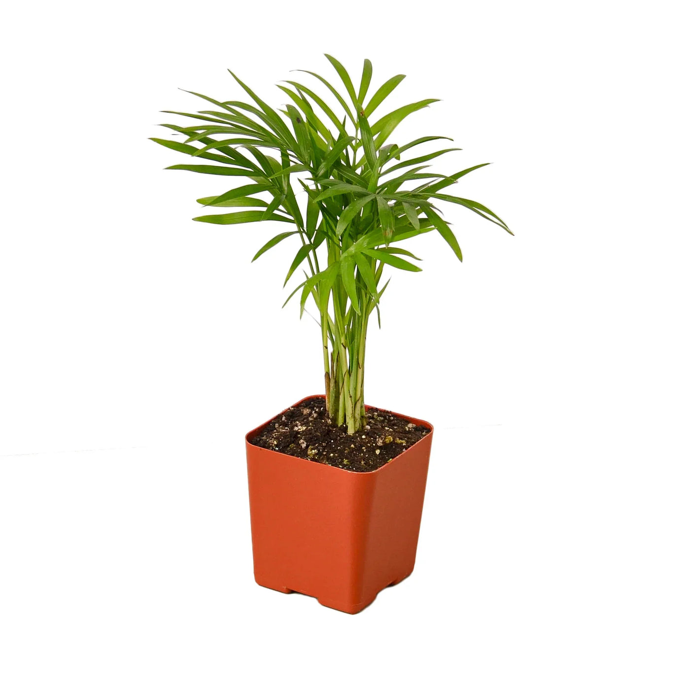 parlor palm brown stems Parlor Palm