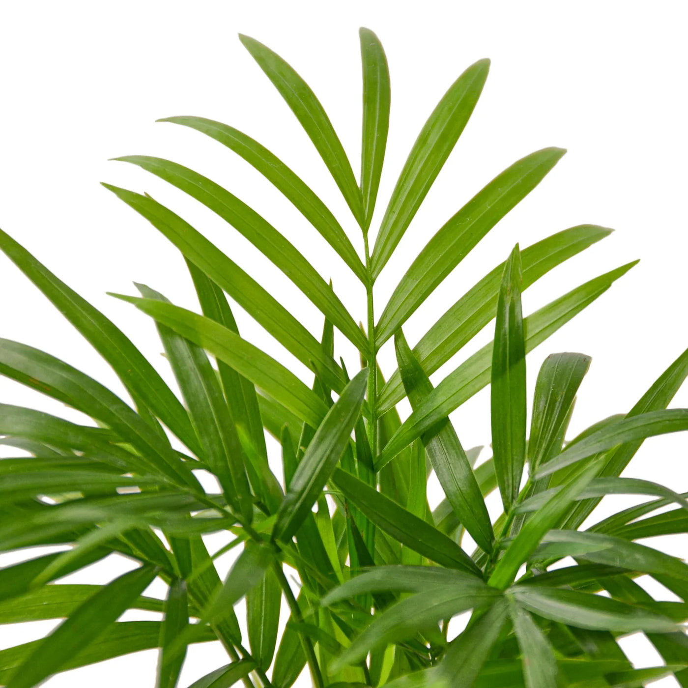 parlor palm other names Parlor Palm – Planet Desert