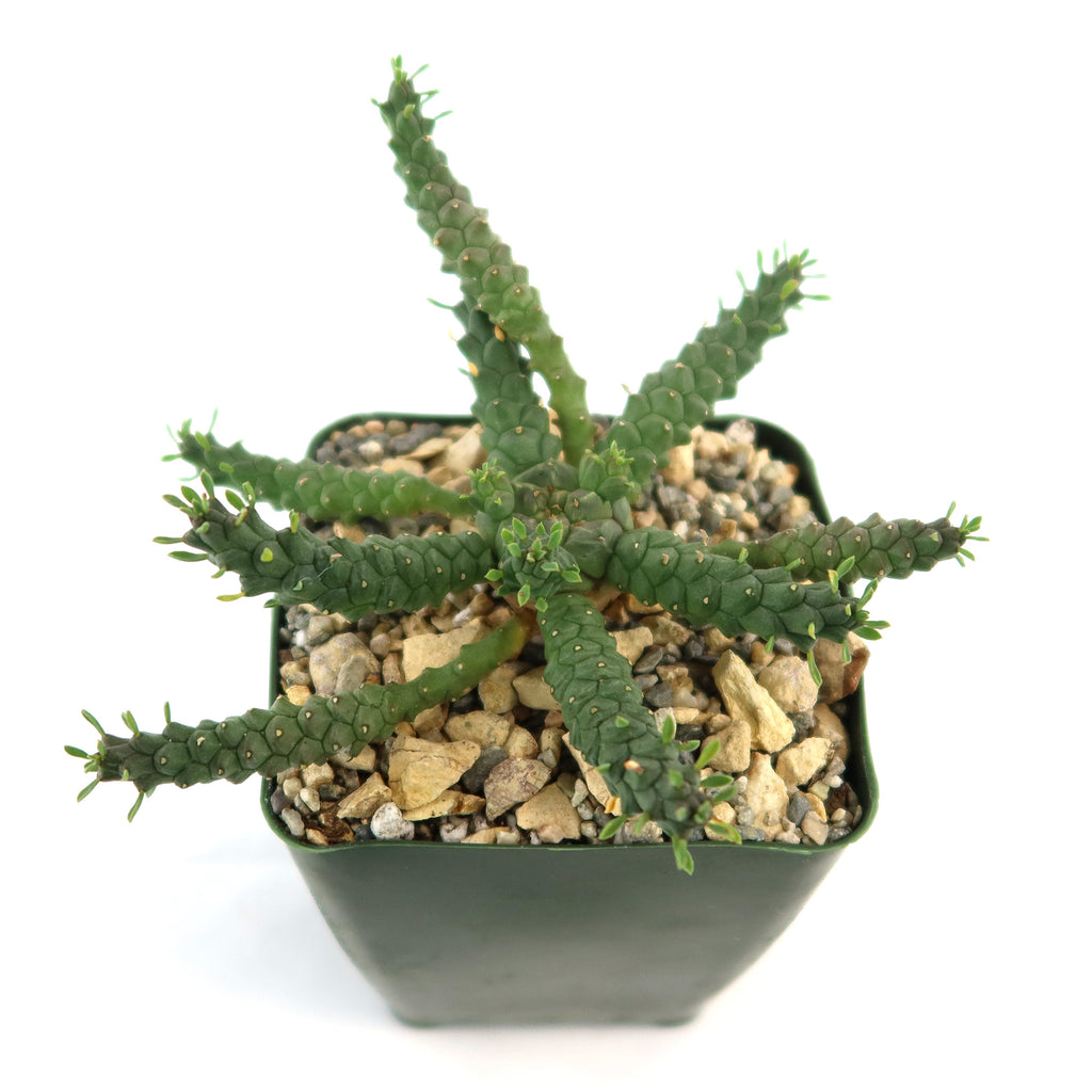 Euphorbia Gorgonis plant  in a 4 inch black pot  decorative stones on a white background