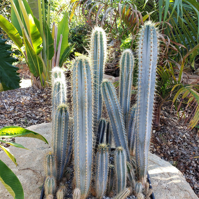 Blue Torch Cactus 'Pilosocereus pachycladus' -1