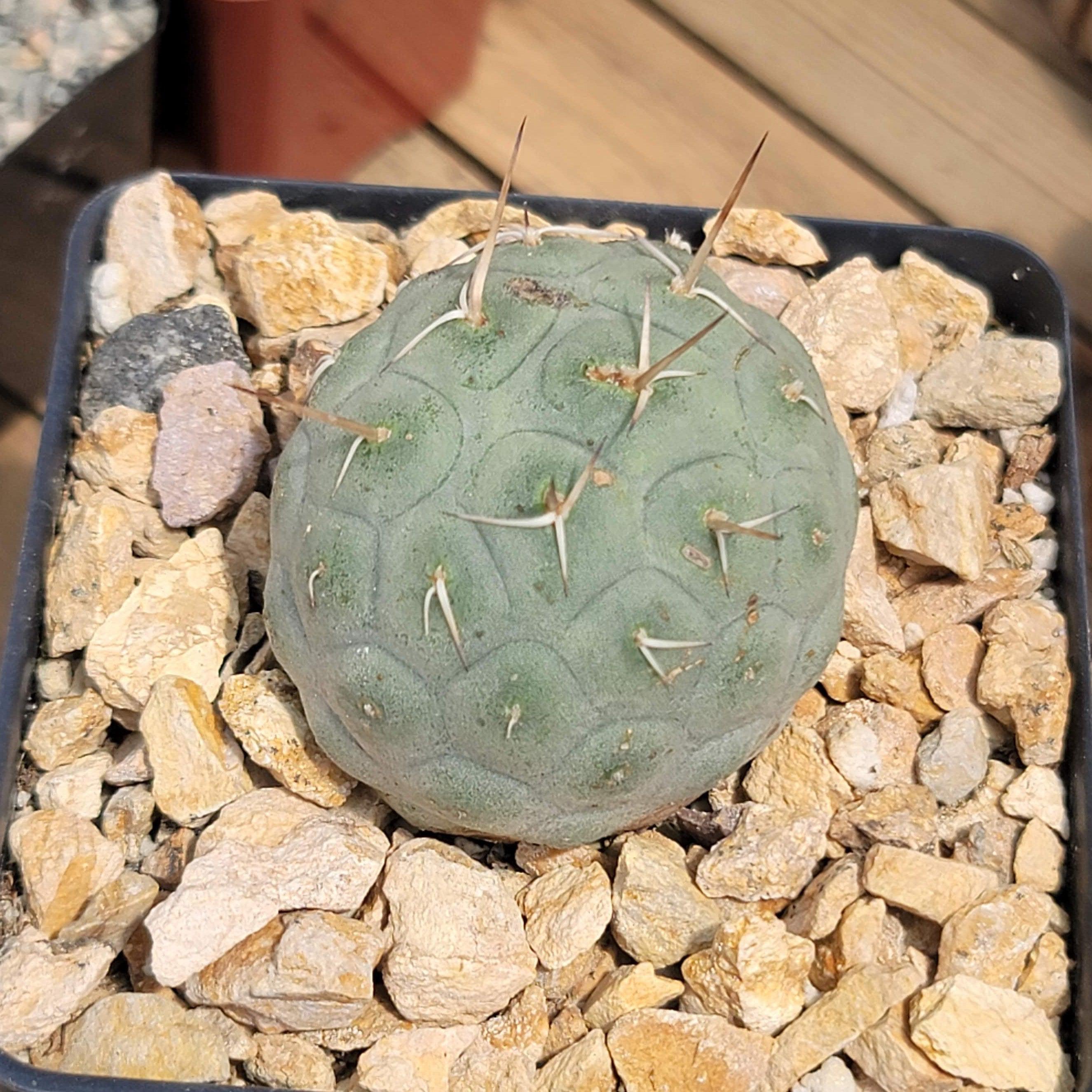 Snowman cactus ‘Tephrocactus geometricus’