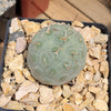 Snowman cactus ‘Tephrocactus geometricus’