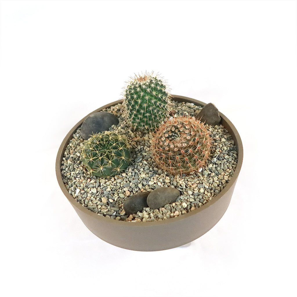 3 Cacti Taupe DIY Kit