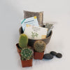3 Cacti Taupe DIY Kit