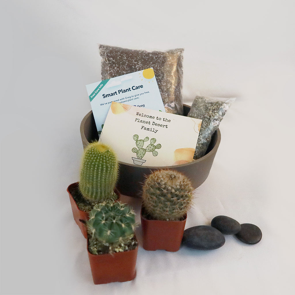 3 Cacti Taupe DIY Kit