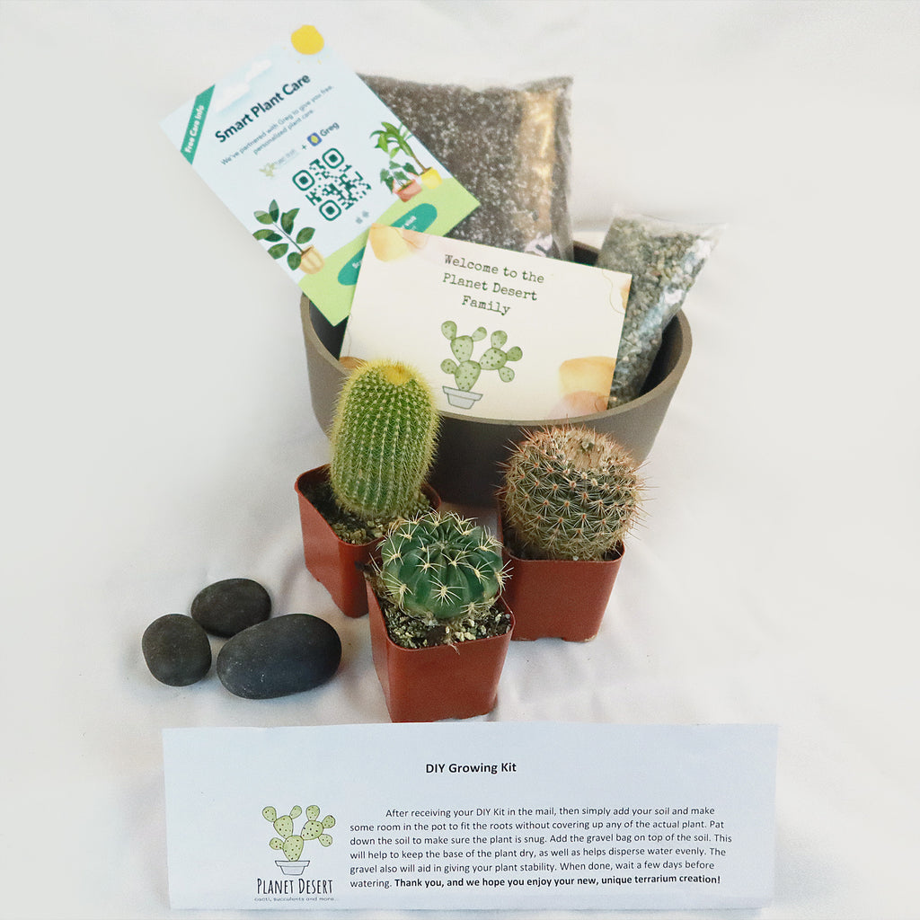 3 Cacti Taupe DIY Kit