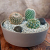 3 Cacti Taupe DIY Kit