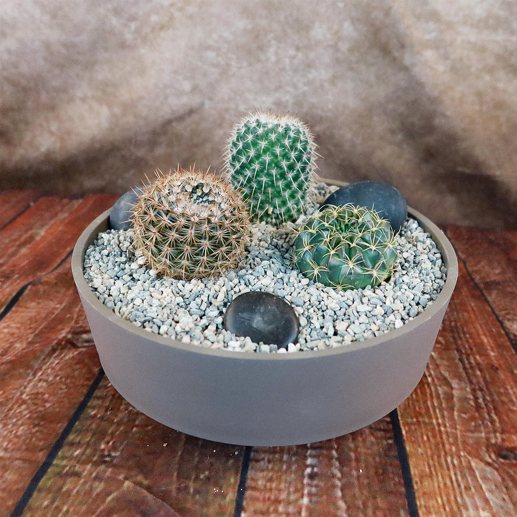 3 Cacti Taupe DIY Kit
