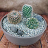 3 Cacti Taupe DIY Kit