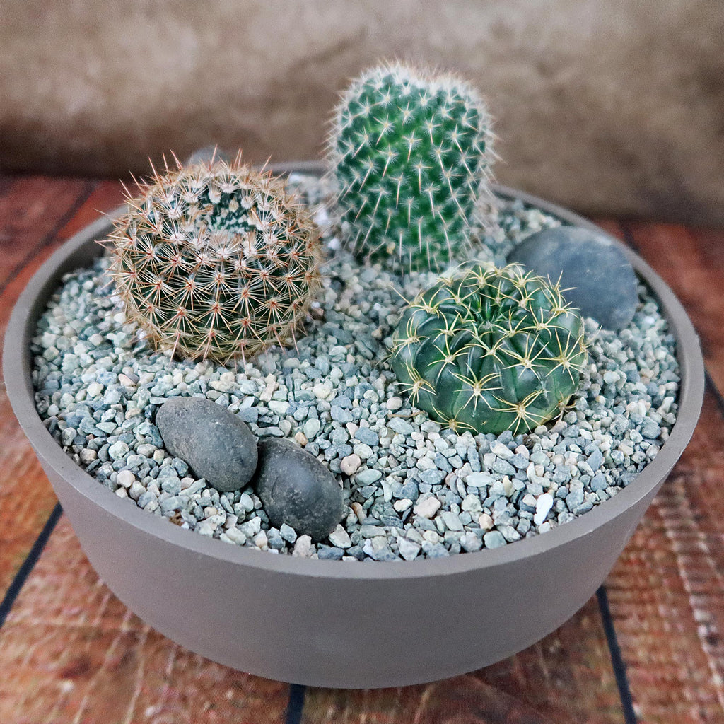 3 Cacti Taupe DIY Kit