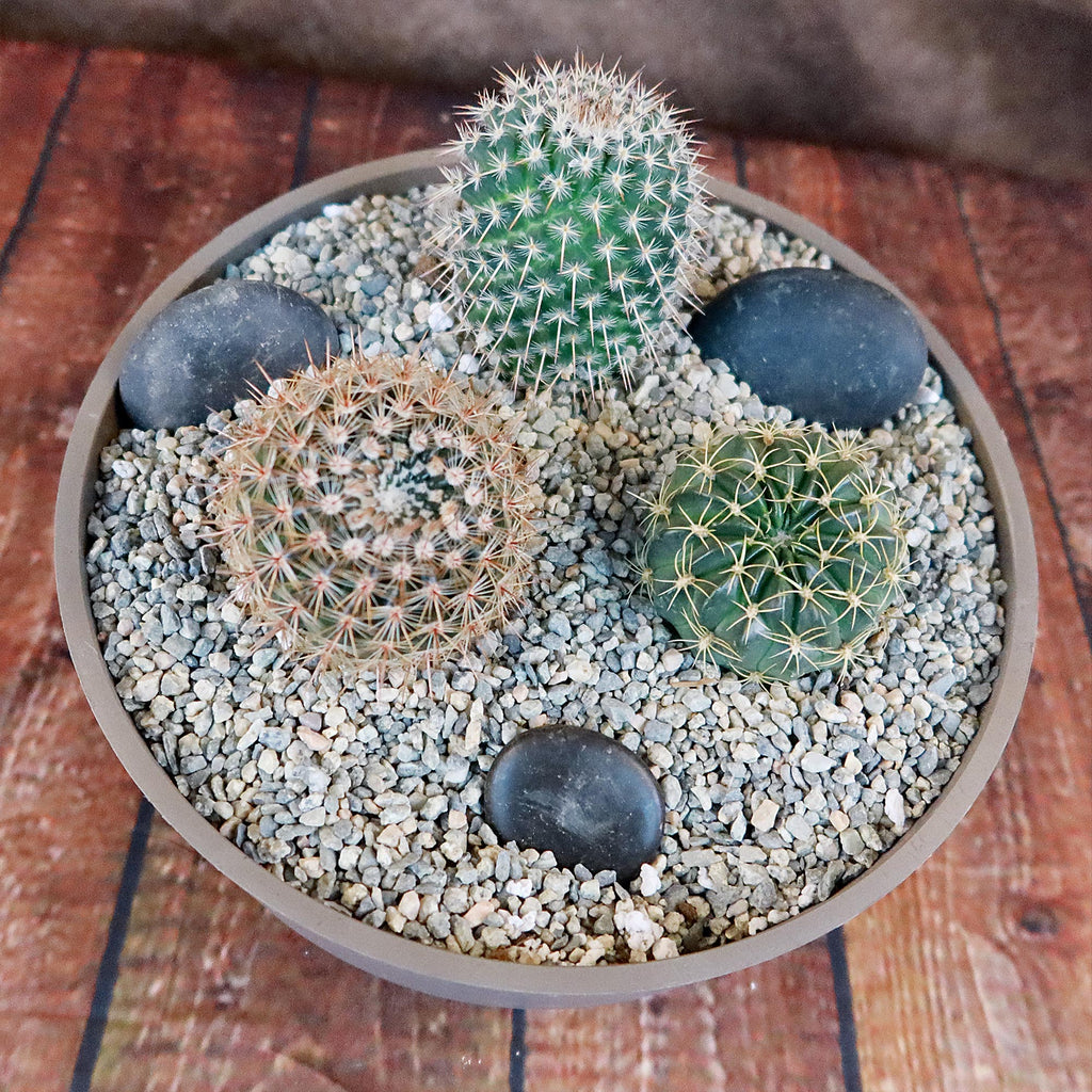 3 Cacti Taupe DIY Kit