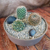 3 Cacti Taupe DIY Kit