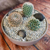 3 Cacti Taupe DIY Kit