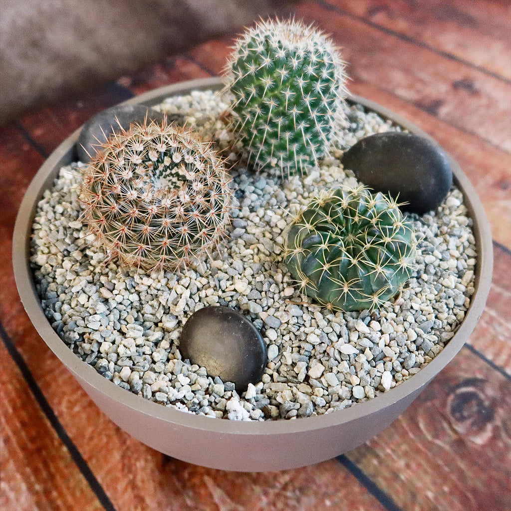 3 Cacti Taupe DIY Kit
