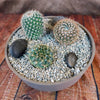 3 Cacti Taupe DIY Kit