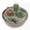 3 Cacti Taupe DIY Kit