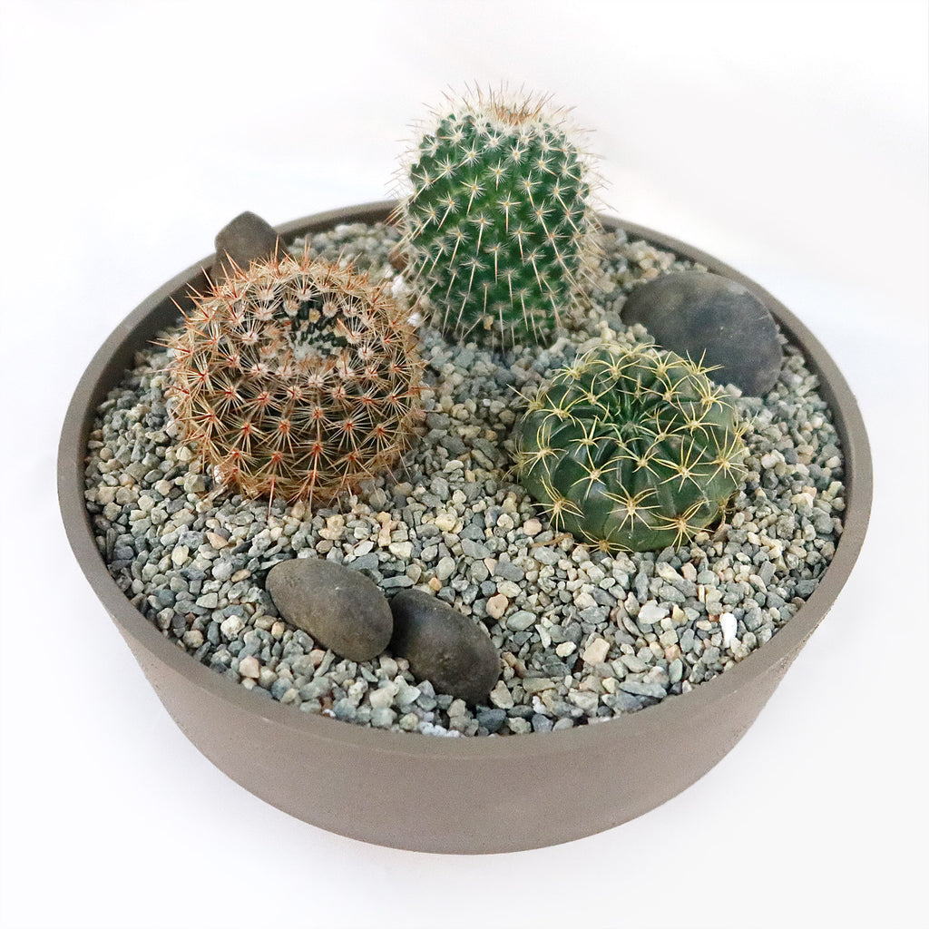 3 Cacti Taupe DIY Kit