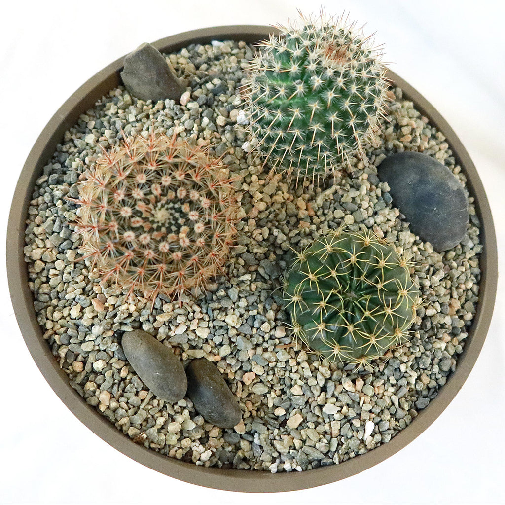 3 Cacti Taupe DIY Kit