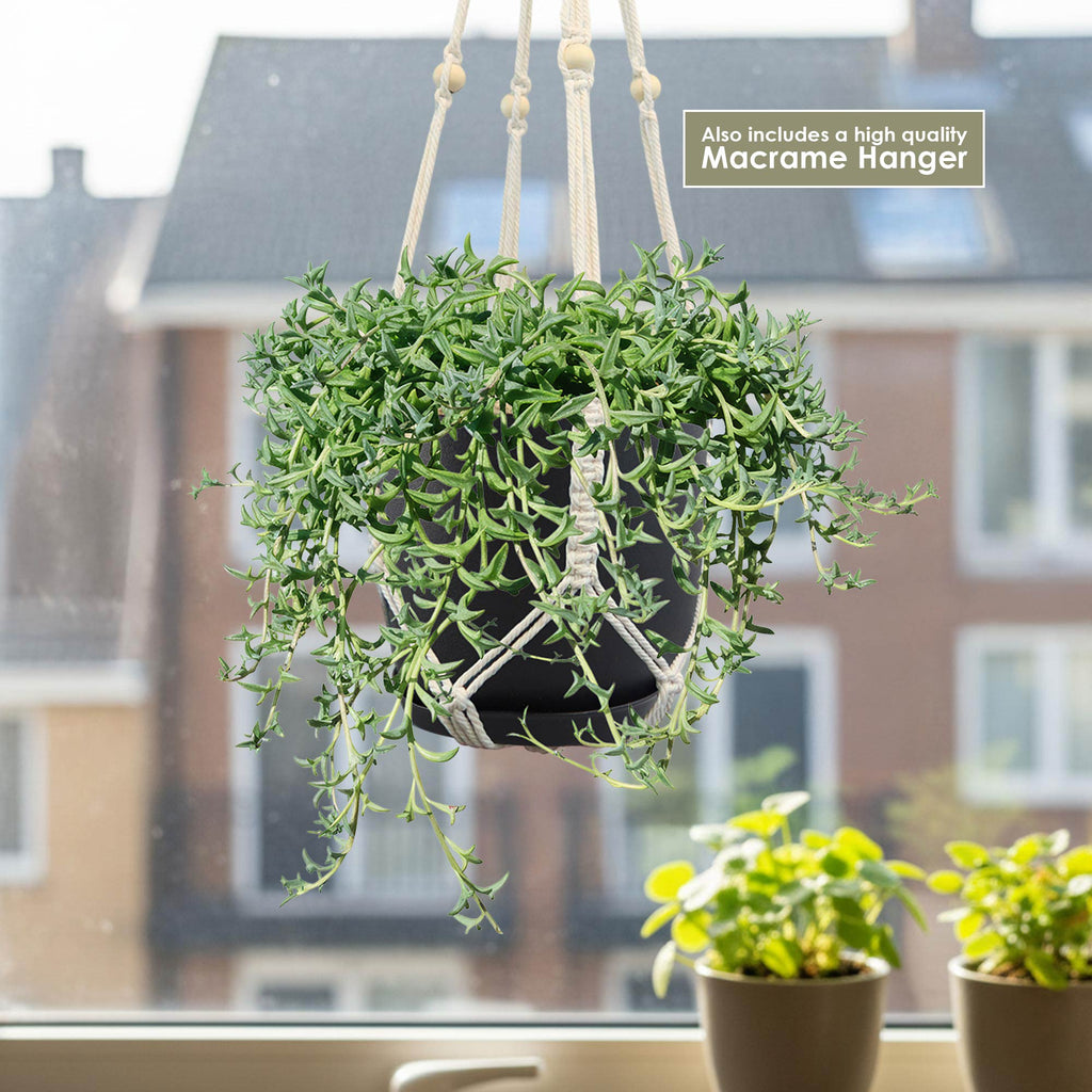 String of Dolphins &