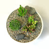 3 Succulent Capri White DIY Kit