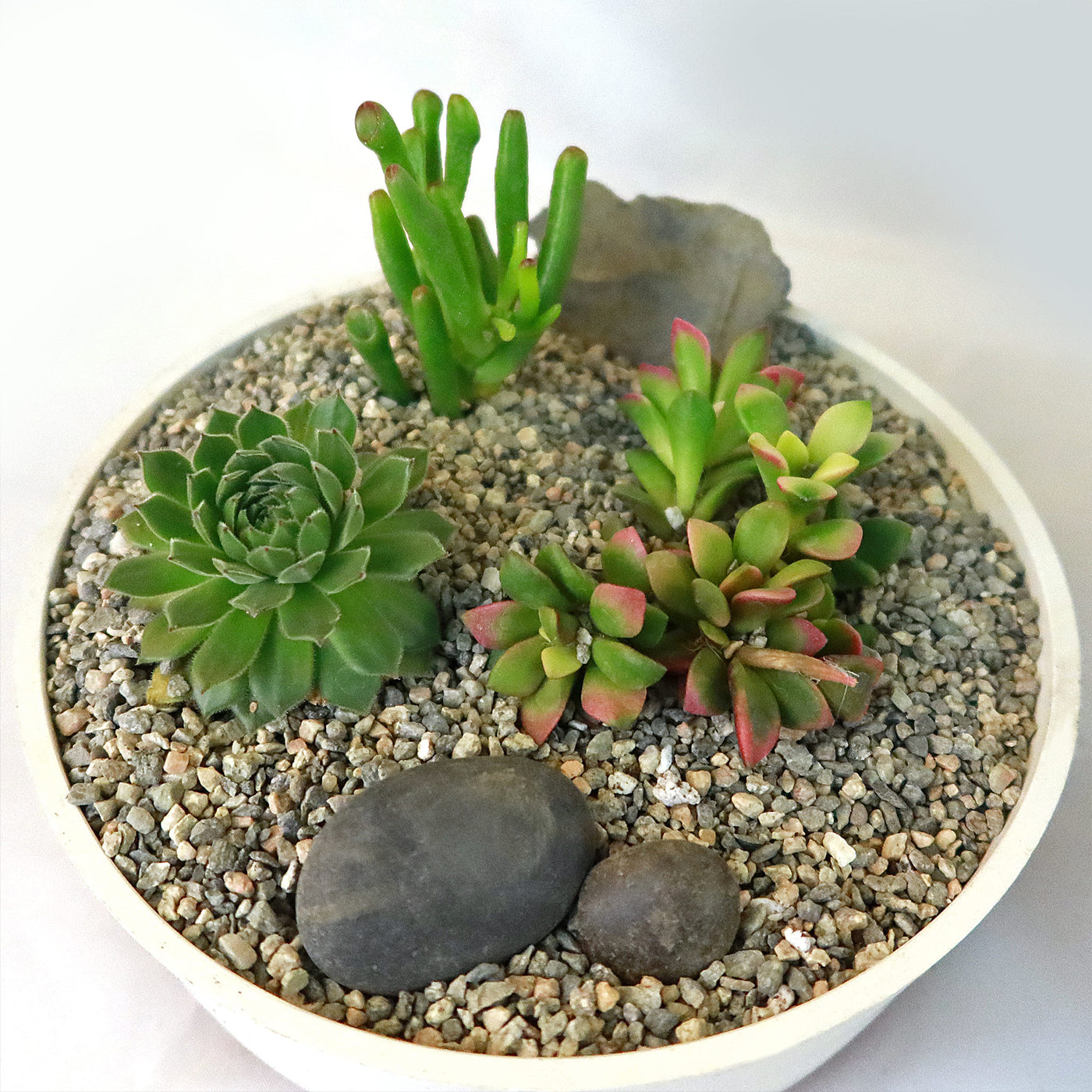 3 Succulent Capri White DIY Kit