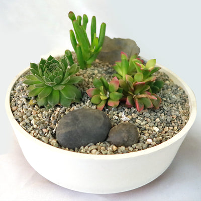 3 Succulent Capri White DIY Kit