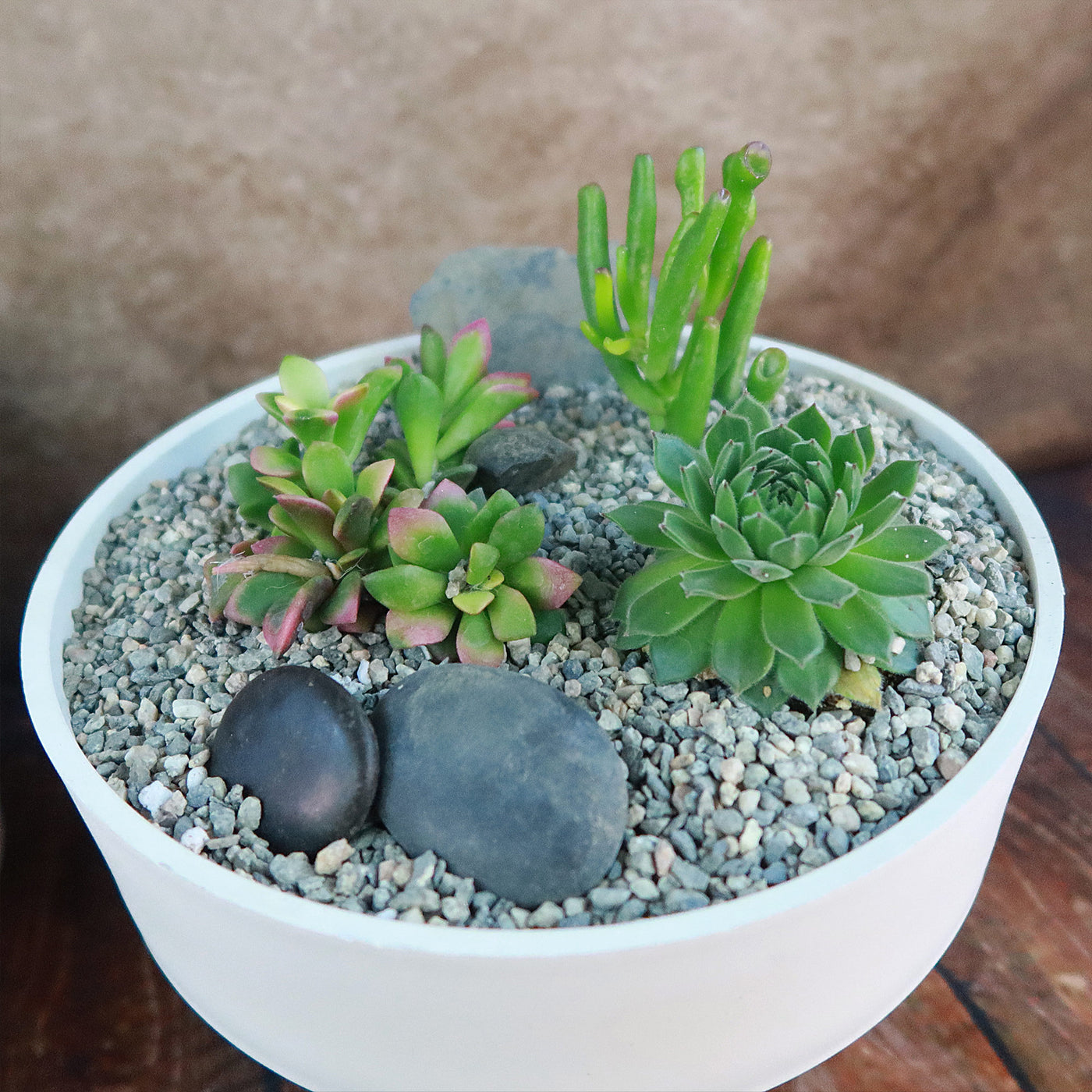 nerdy succulent pots 3 Succulent Capri White DIY Kit – Planet Desert