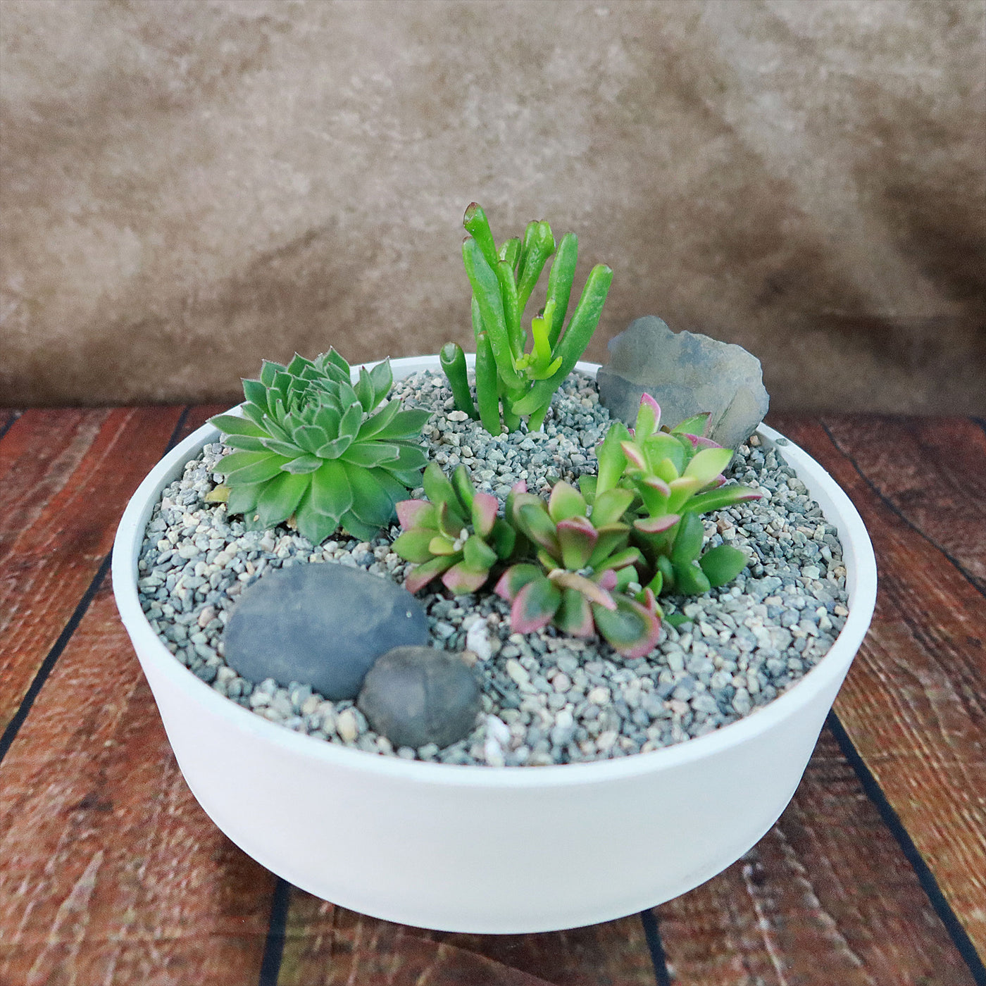 mini succulent kit 3 Succulent Capri White DIY Kit – Planet Desert