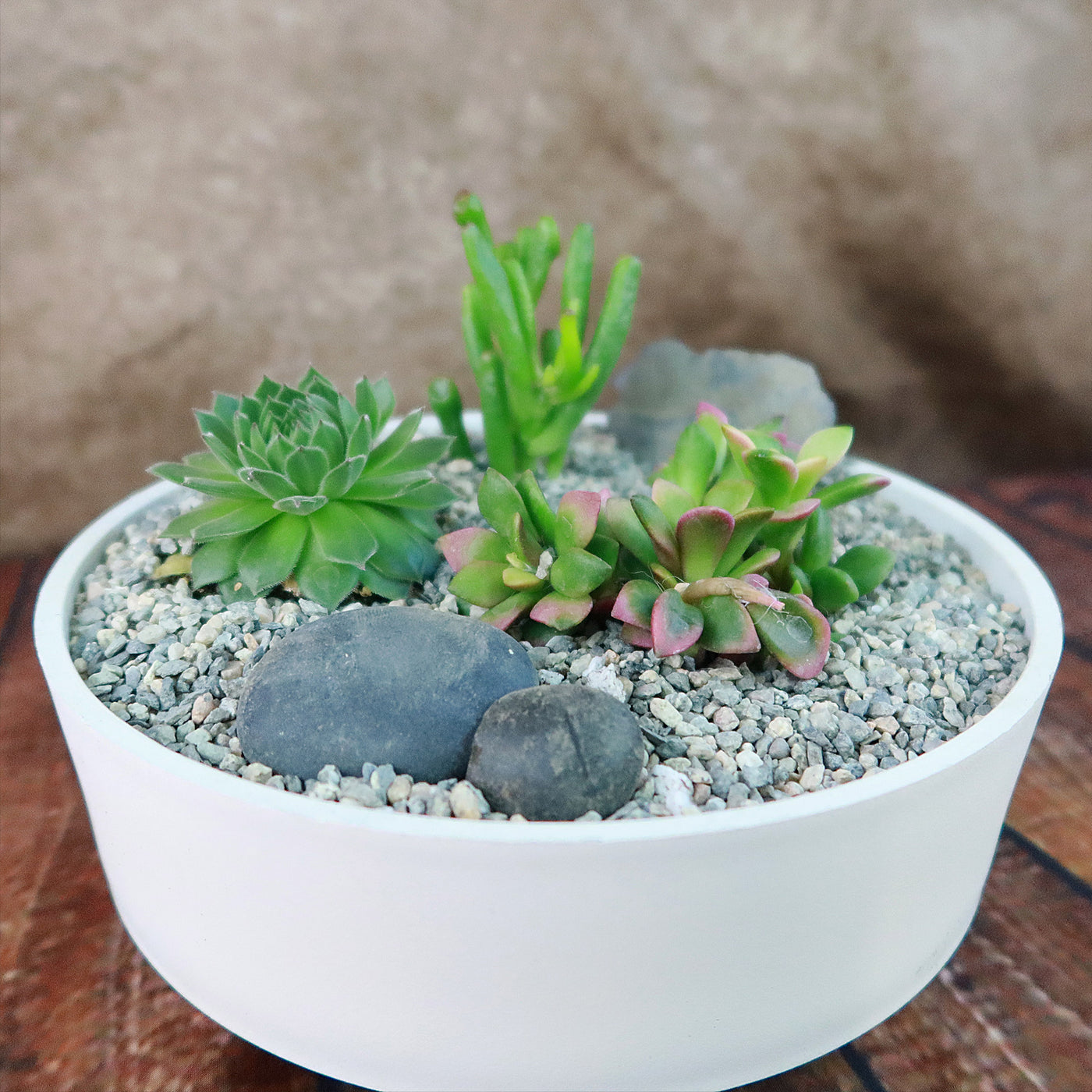 white succulent bowl 3 Succulent Capri White DIY Kit – Planet Desert