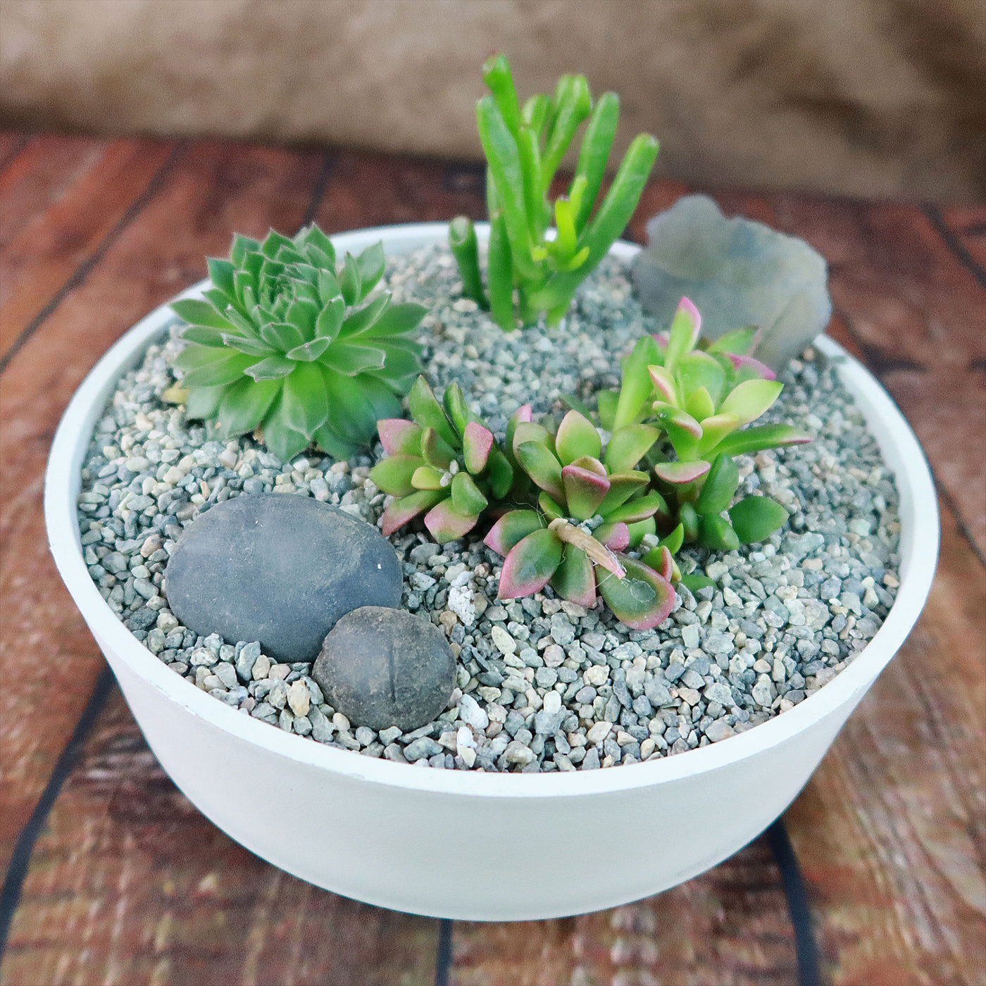 3 Succulent Capri White DIY Kit