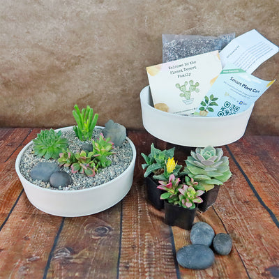 potting succulents with rocks 3 Succulent Capri White DIY Kit – Planet Desert
