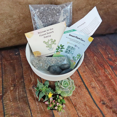 3 Succulent Capri White DIY Kit