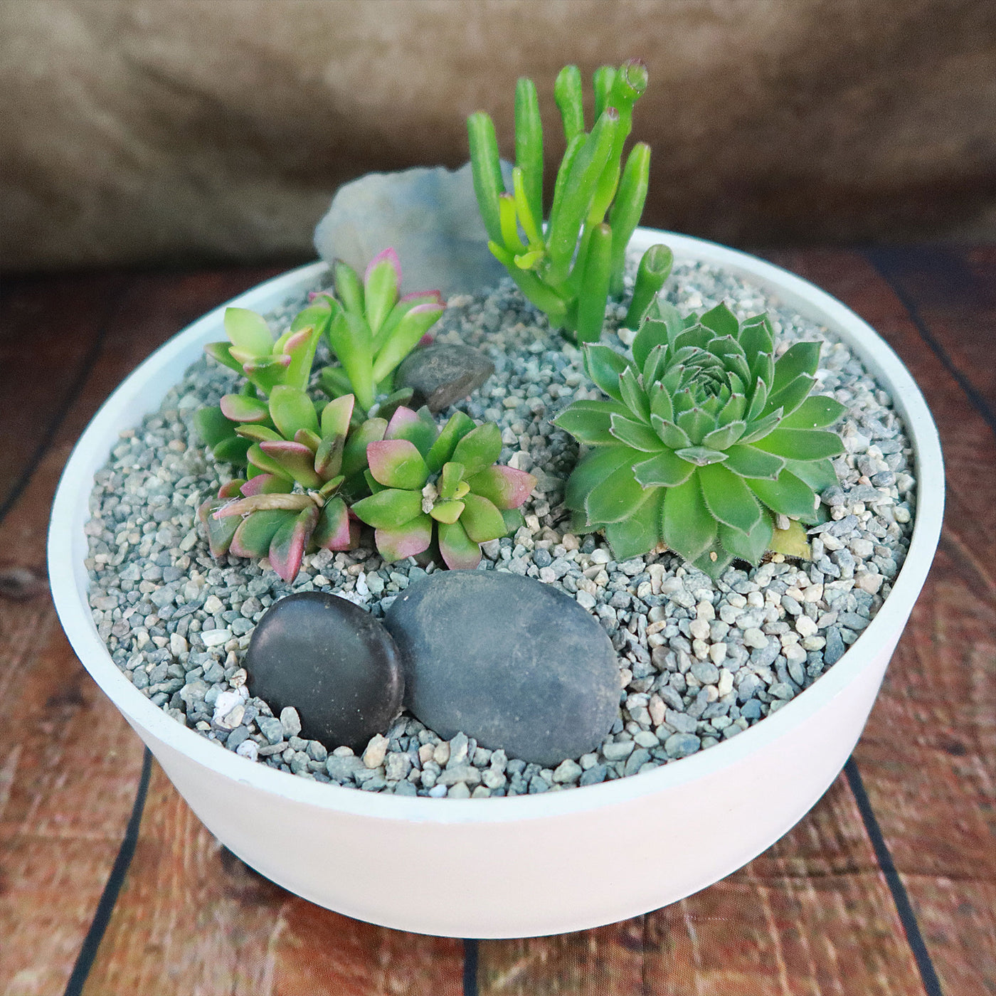 diy succulent display 3 Succulent Capri White DIY Kit – Planet Desert