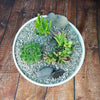 3 Succulent Capri White DIY Kit