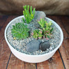 3 Succulent Capri White DIY Kit