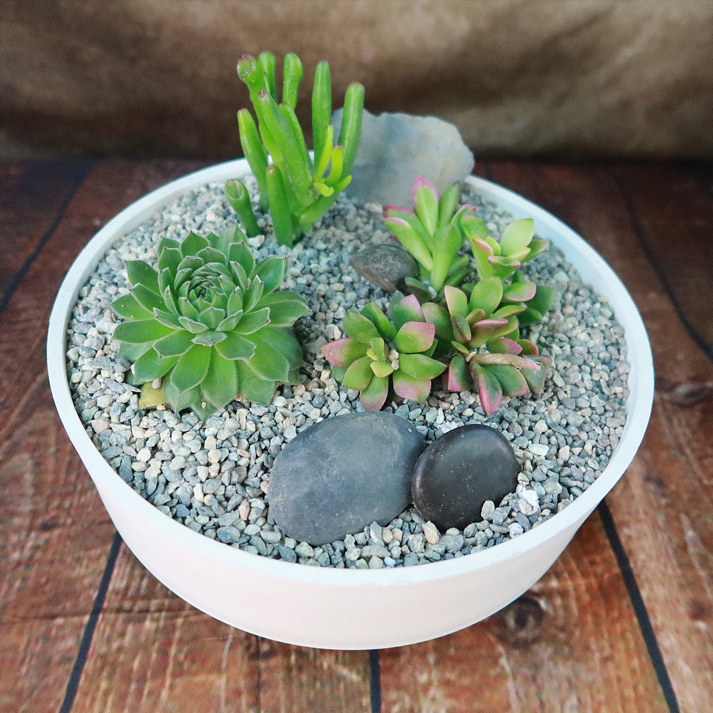 three succulents 3 Succulent Capri White DIY Kit
