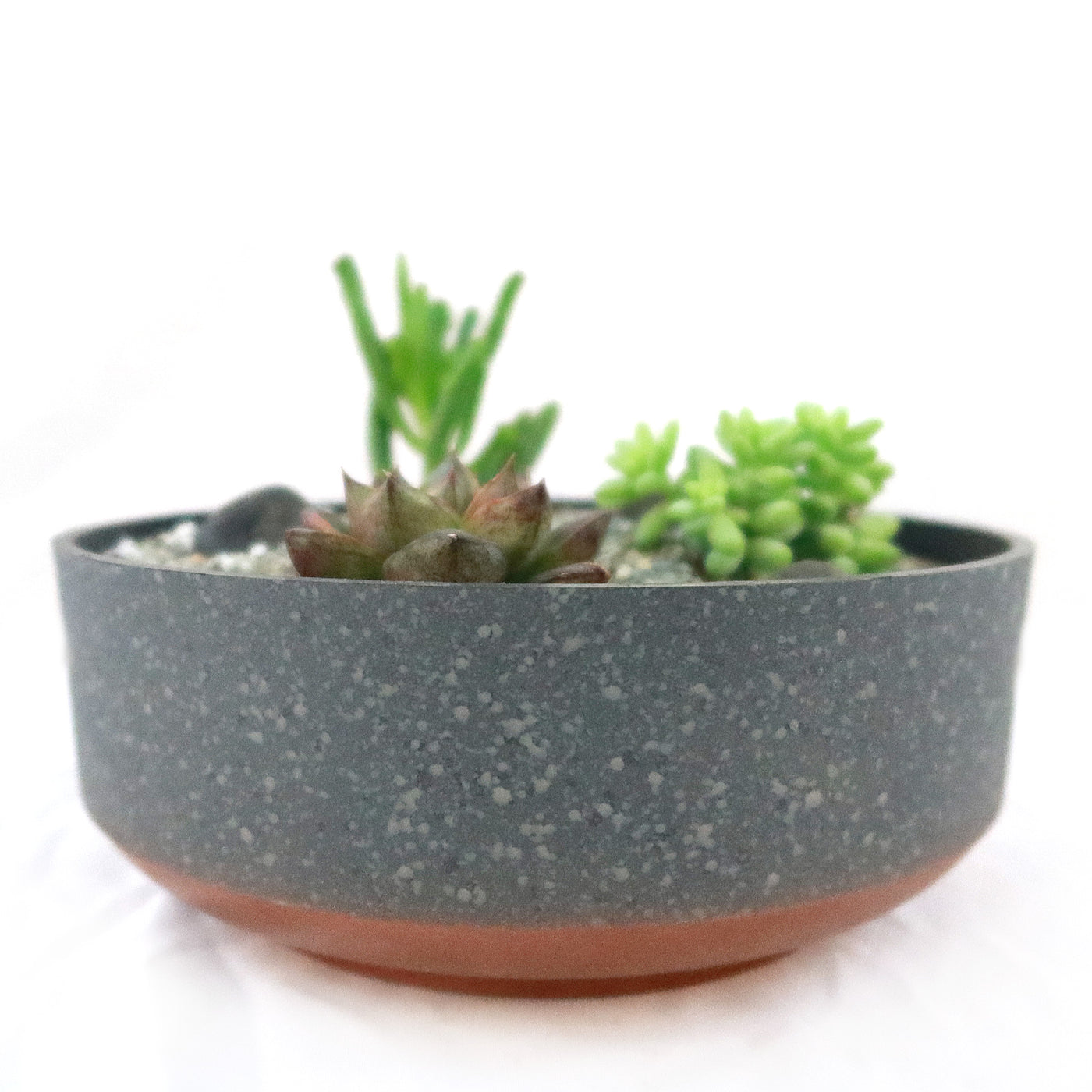 3 Succulent Concrete Capri DIY Kit