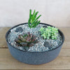 3 Succulent Concrete Capri DIY Kit